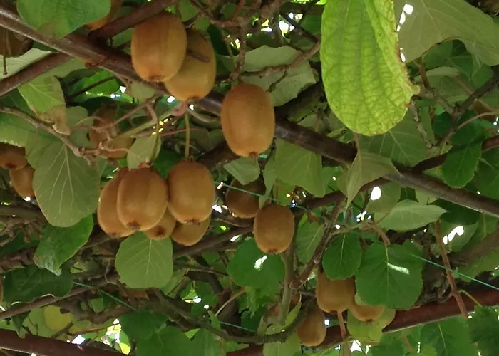 Casa Isabella 풀라